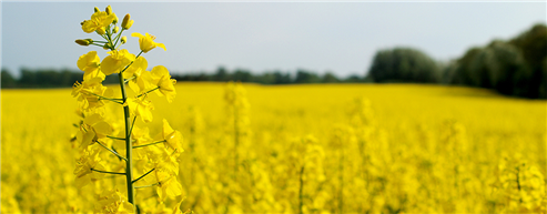 Canadian Farmers Expected To Plant A Record Canola Crop In 2018