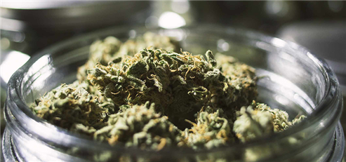 Stocks in play: Craftport Cannabis