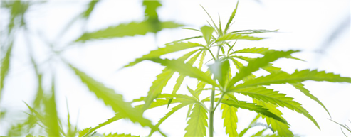 Aurora Cannabis To Shutdown British Columbia Facility 
